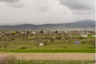 vino